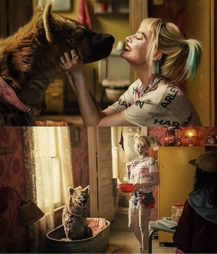 Was the hyena in harley quinn real?