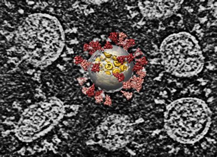Were did sars virus come from?