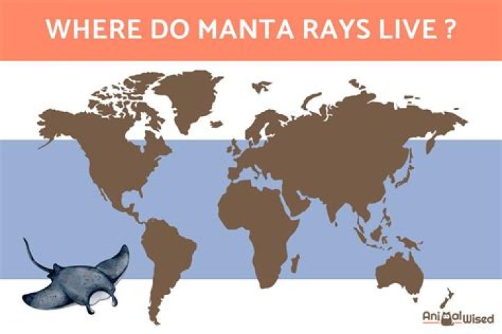 Were do manta rays live?