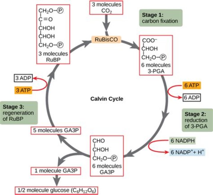 Were does the calvin cycle take place?