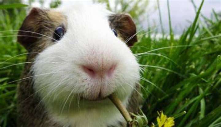 Were guinea pigs ever wild?