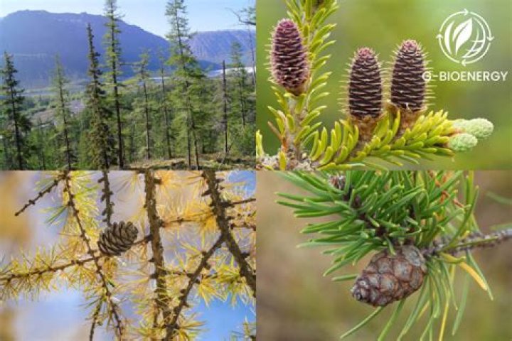 Were is the taiga biome?