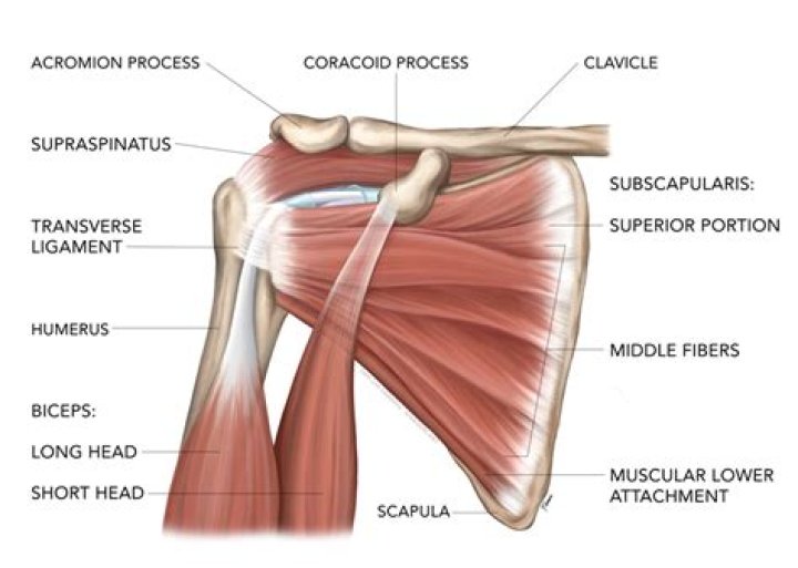 Were is your tendon?