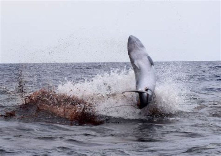 Were killer whales hunted?