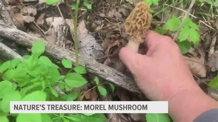 Were to find morel mushrooms?