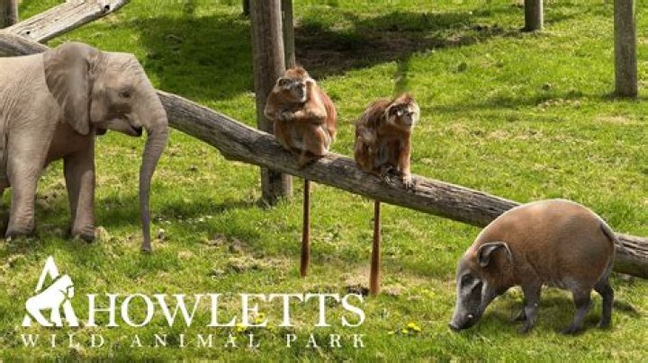 What's at howletts zoo?