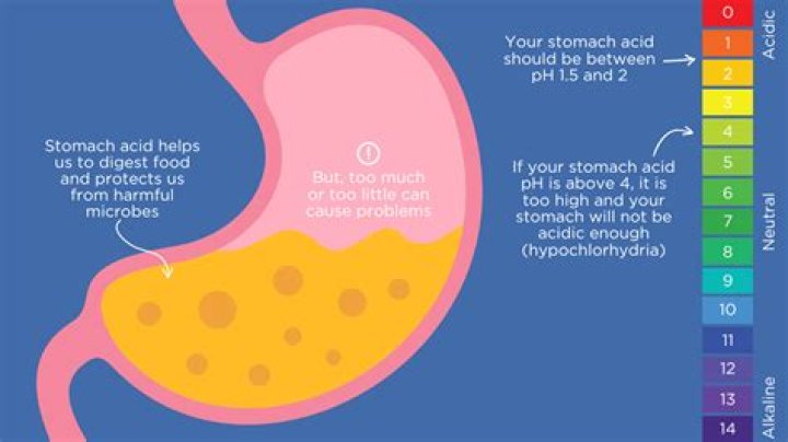 What acid is in the stomach?