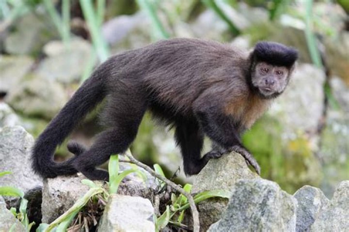 What are capuchins prey?