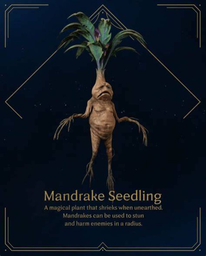 What are mandrakes in harry potter?