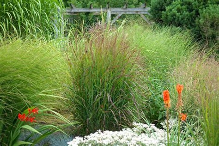 What are perennial grasses?