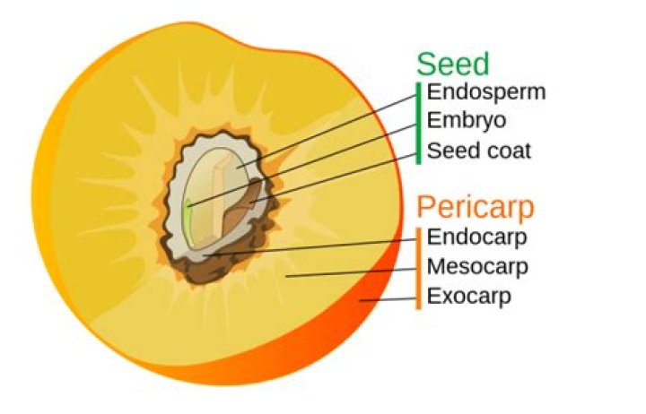 What are pericarp and perisperm?