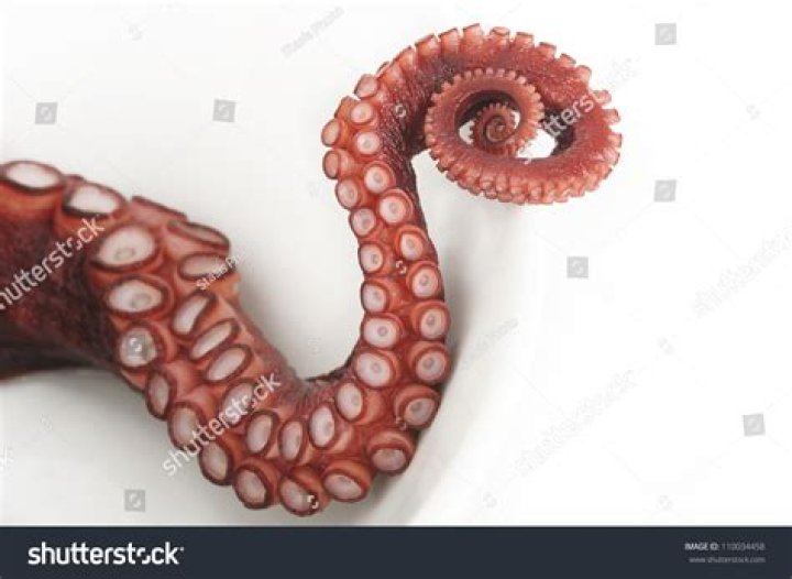 What are tentacles on an octopus?