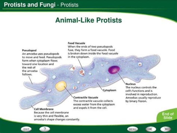 What are the characteristics of fungus like protists?