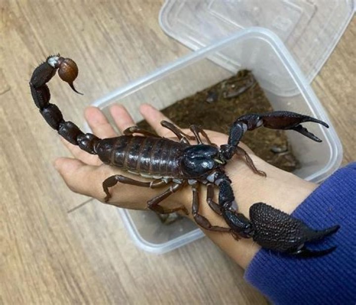 What are the iqs of scorpion?