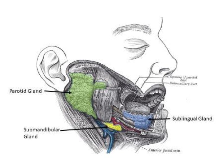 What are the parotid submandibular and the sublinguals?