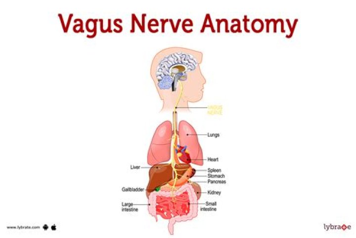What are the symptoms of the vagus nerve?
