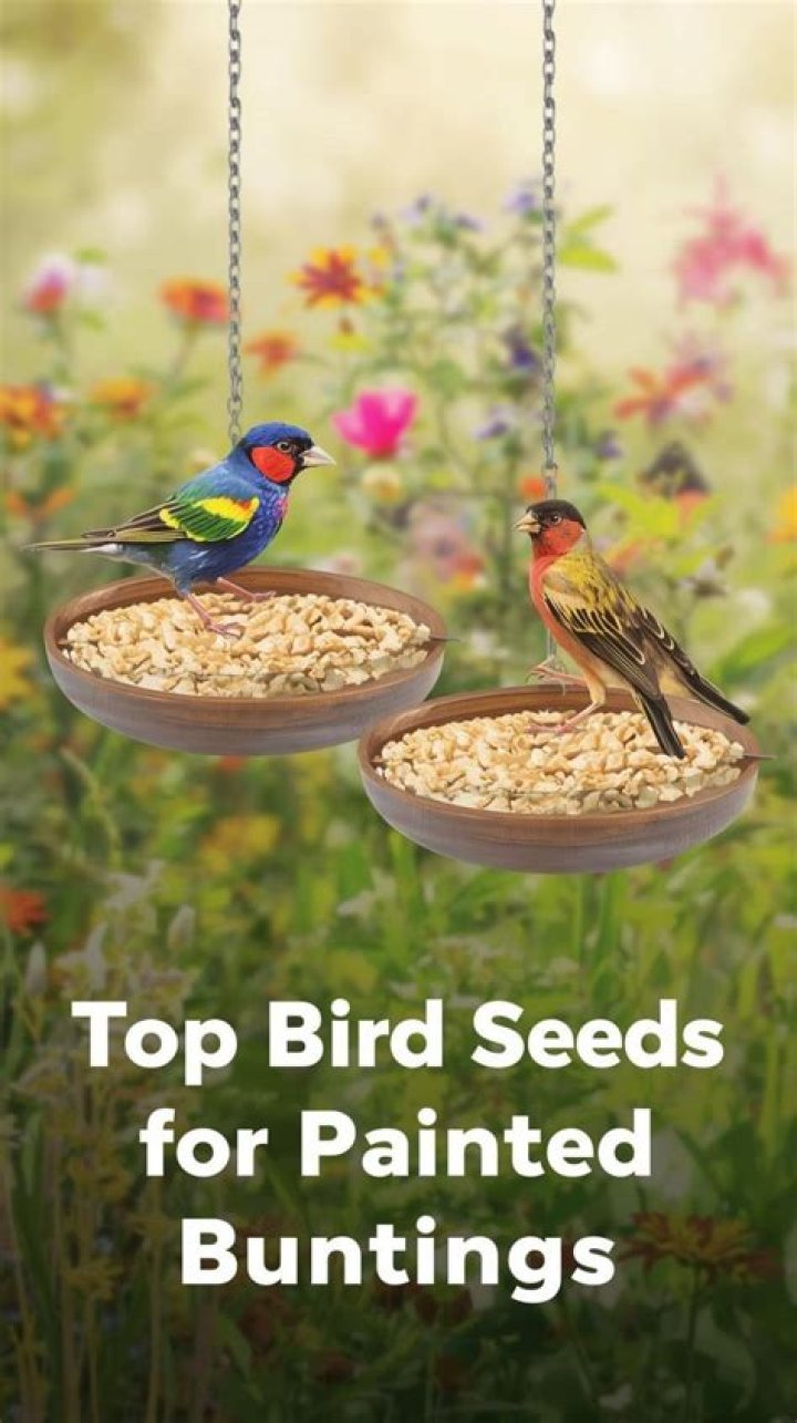 What bird seed is best?
