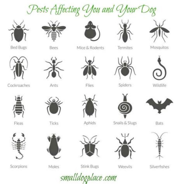 What bugs infest dogs?