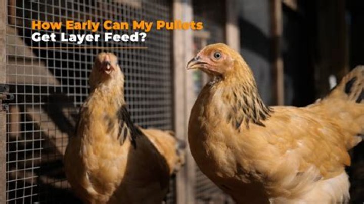 What can pullets eat?