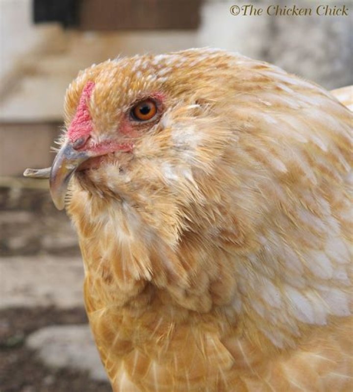 What causes cross beak in chickens?