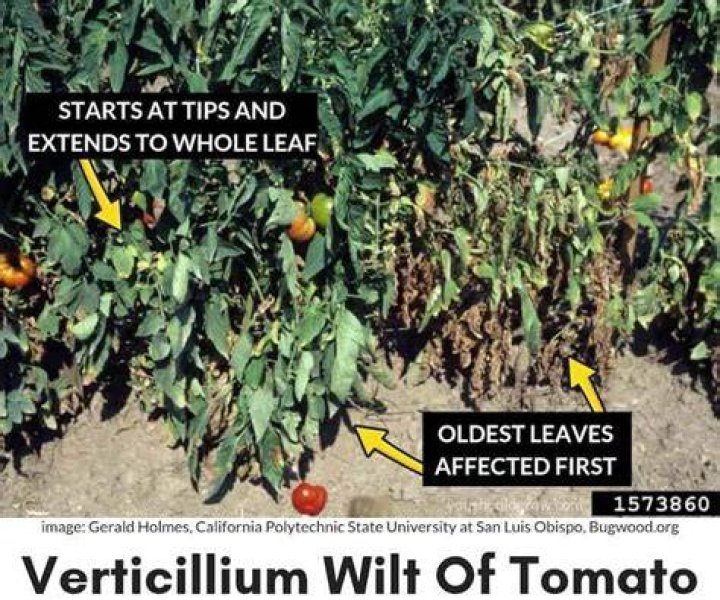 What causes verticillium wilt on tomato plants?