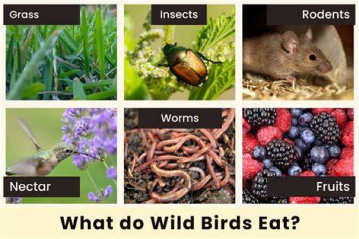 What do birds mostly eat?