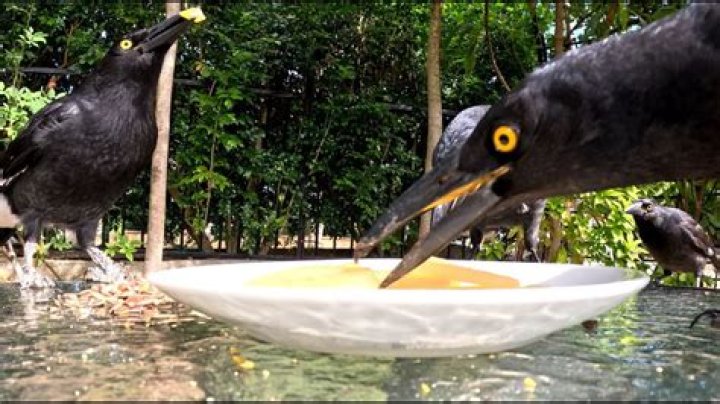 What do currawongs like to eat?