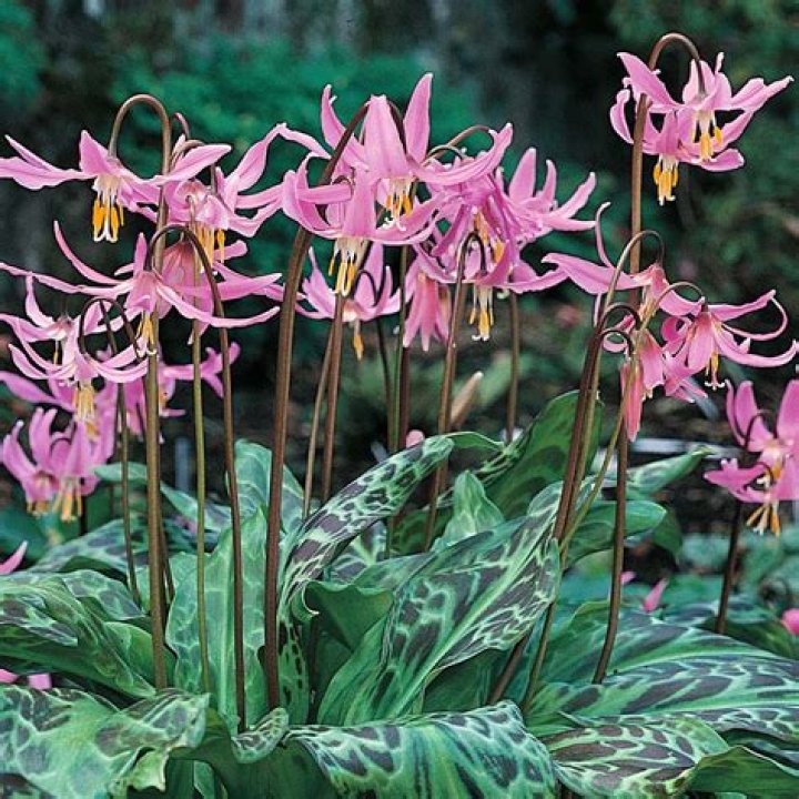 What do erythronium bulbs look like?