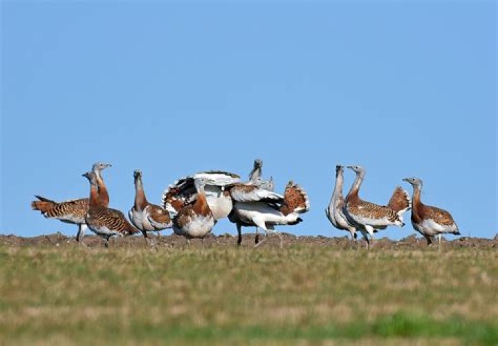 What do great bustards eat?
