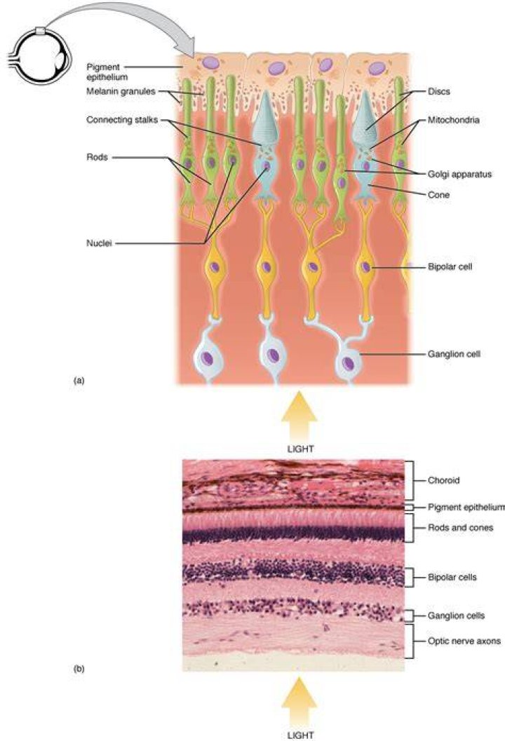What do photoreceptor cells do?