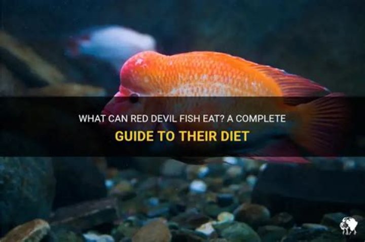 What do red devil fish eat?