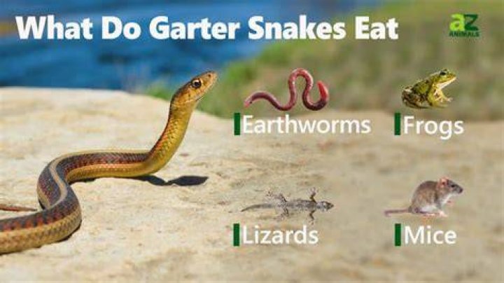 What do snakes eat and drink?