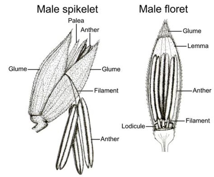 What do you mean by spikelets?