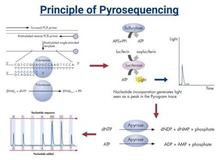 What does apyrase mean?