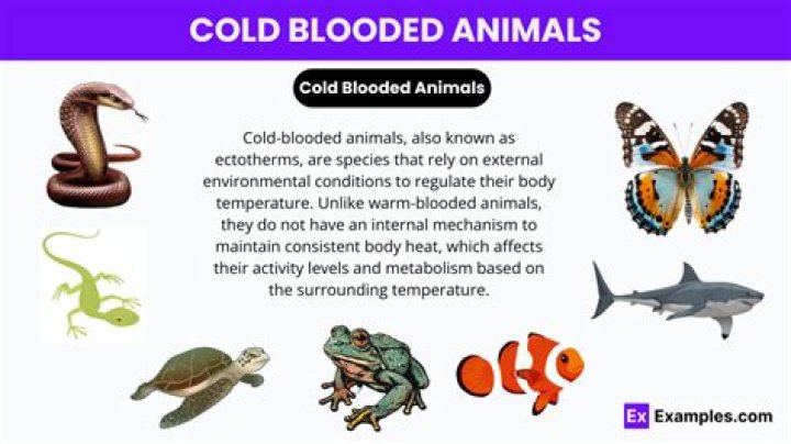 What does cold-bloodedness mean?