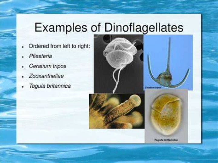 What does dinoflagellate mean?