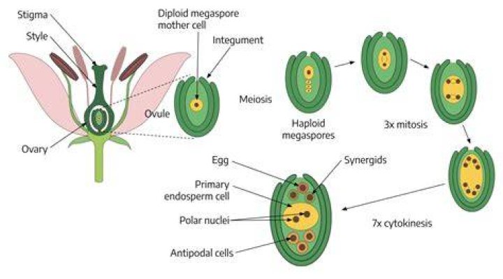 What does heteroploidy mean?