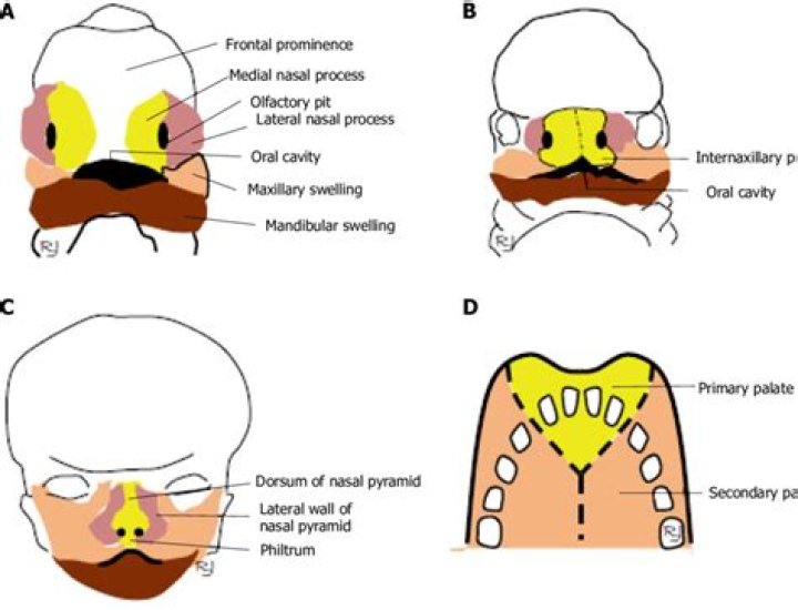 What does intermaxillary mean?