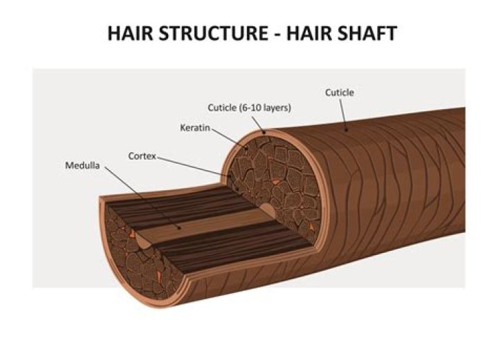 What does keratin do?