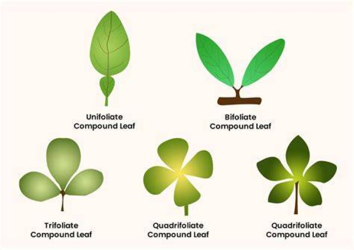 What does multifoliate mean?