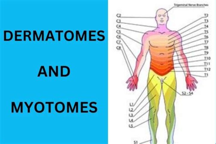 What does myotome mean?
