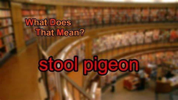 What does pigeon mean in slang?