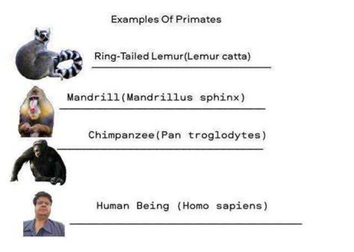 What does primate mean?