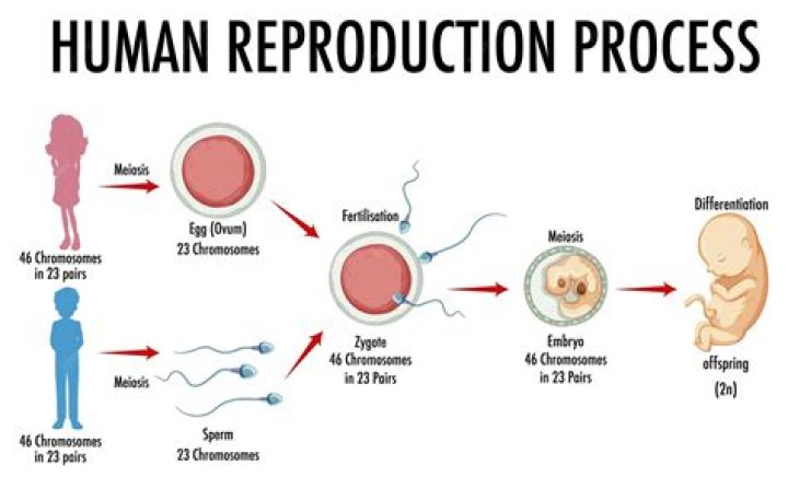 What does reproduction mean?