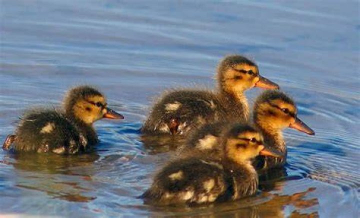 What does shoveler eat?