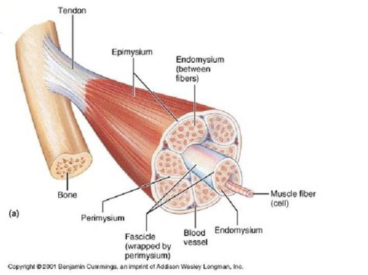What does the epimysium surround?