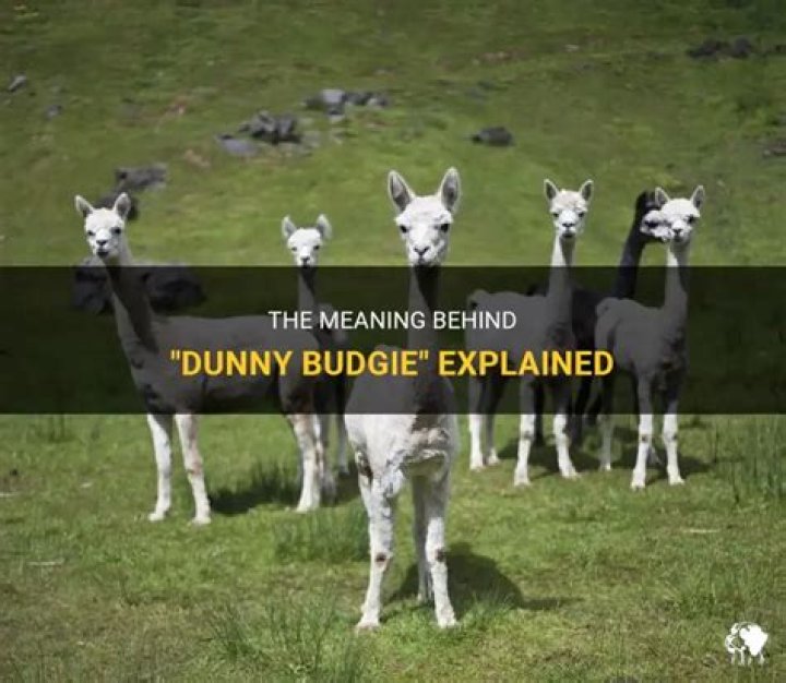 What does the word dunny mean?