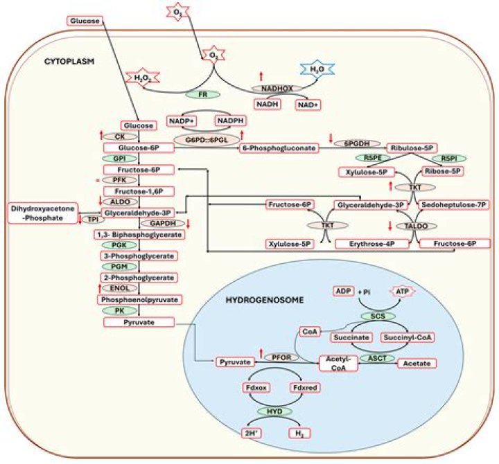 What does trichomonacide mean?