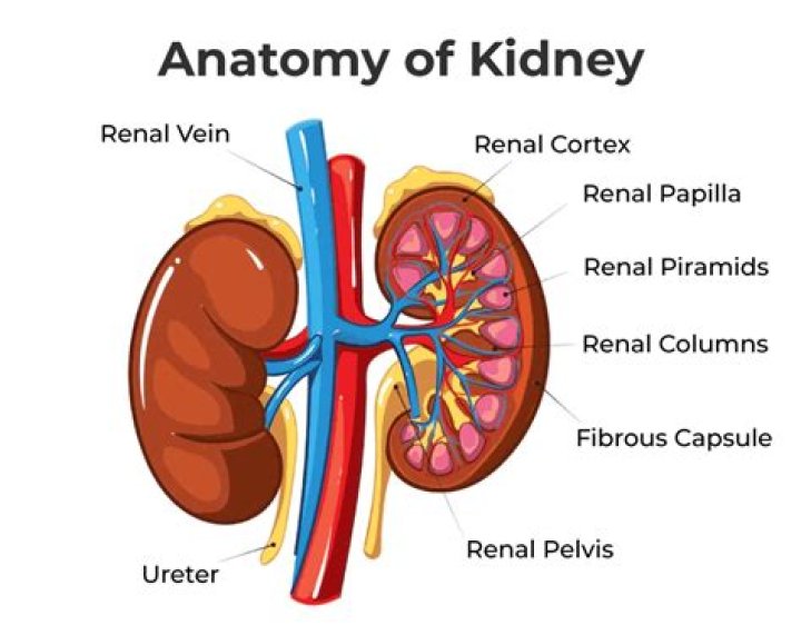 What gland(sits (sit) on top of each kidney?