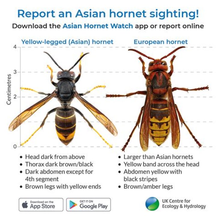 What hornets are in the uk?